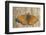 Lesser Marbled Fritillary on Wood, Weathered-Harald Kroiss-Framed Photographic Print