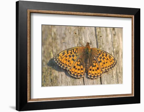 Lesser Marbled Fritillary on Wood, Weathered-Harald Kroiss-Framed Photographic Print