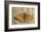 Lesser Marbled Fritillary on Wood, Weathered-Harald Kroiss-Framed Photographic Print