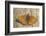 Lesser Marbled Fritillary on Wood, Weathered-Harald Kroiss-Framed Photographic Print