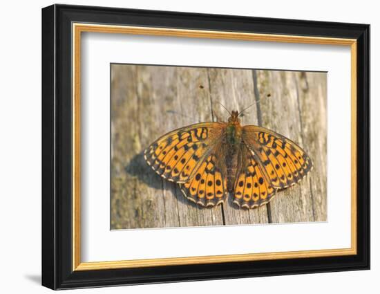 Lesser Marbled Fritillary on Wood, Weathered-Harald Kroiss-Framed Photographic Print