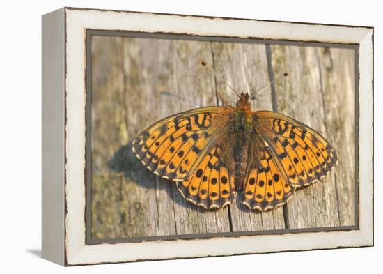 Lesser Marbled Fritillary on Wood, Weathered-Harald Kroiss-Framed Premier Image Canvas