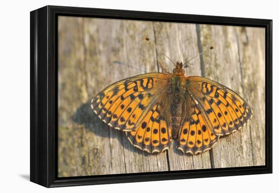 Lesser Marbled Fritillary on Wood, Weathered-Harald Kroiss-Framed Premier Image Canvas