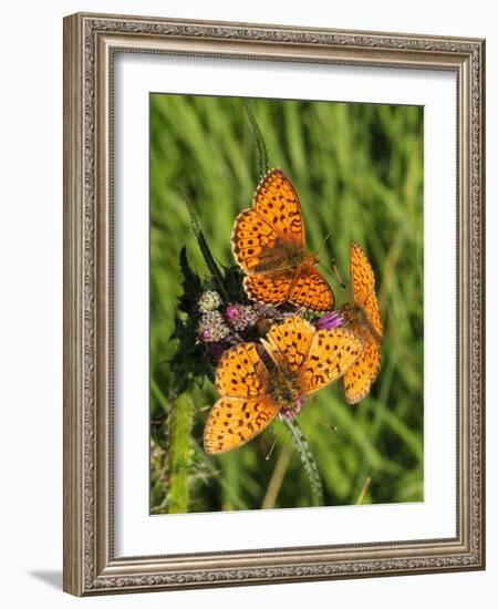 Lesser Marbled Fritillary-Harald Kroiss-Framed Photographic Print