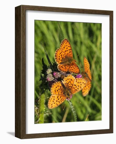 Lesser Marbled Fritillary-Harald Kroiss-Framed Photographic Print