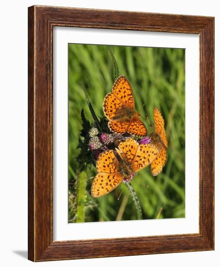 Lesser Marbled Fritillary-Harald Kroiss-Framed Photographic Print