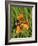 Lesser Marbled Fritillary-Harald Kroiss-Framed Photographic Print