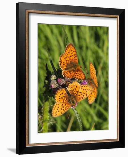 Lesser Marbled Fritillary-Harald Kroiss-Framed Photographic Print