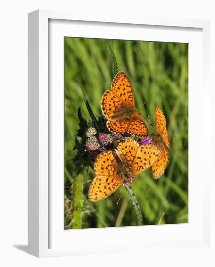 Lesser Marbled Fritillary-Harald Kroiss-Framed Photographic Print