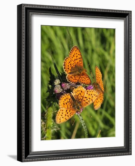 Lesser Marbled Fritillary-Harald Kroiss-Framed Photographic Print