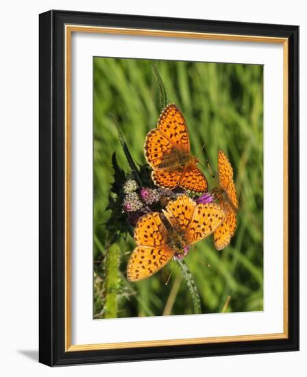 Lesser Marbled Fritillary-Harald Kroiss-Framed Photographic Print