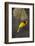 Lesser Masked Weaver (Ploceus Intermedius) Male at Nest Entrance-Neil Aldridge-Framed Photographic Print