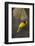 Lesser Masked Weaver (Ploceus Intermedius) Male at Nest Entrance-Neil Aldridge-Framed Photographic Print