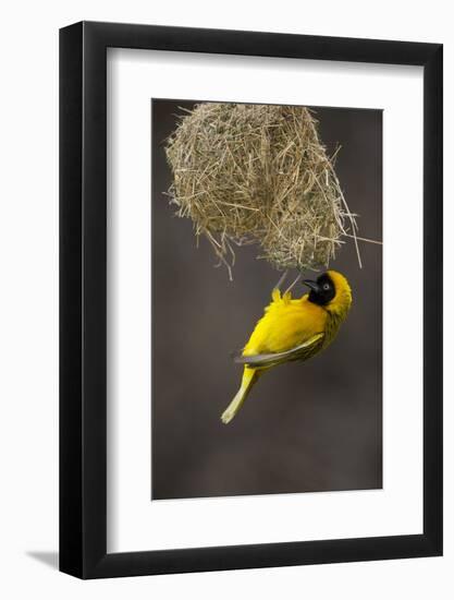 Lesser Masked Weaver (Ploceus Intermedius) Male at Nest Entrance-Neil Aldridge-Framed Photographic Print