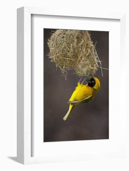 Lesser Masked Weaver (Ploceus Intermedius) Male at Nest Entrance-Neil Aldridge-Framed Photographic Print