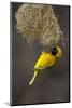 Lesser Masked Weaver (Ploceus Intermedius) Male at Nest Entrance-Neil Aldridge-Mounted Photographic Print