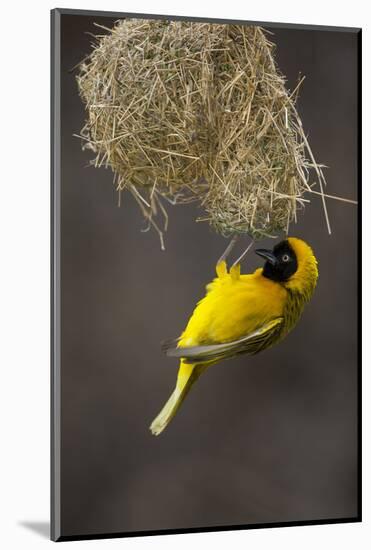 Lesser Masked Weaver (Ploceus Intermedius) Male at Nest Entrance-Neil Aldridge-Mounted Photographic Print