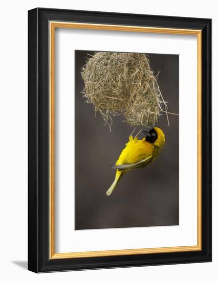 Lesser Masked Weaver (Ploceus Intermedius) Male at Nest Entrance-Neil Aldridge-Framed Photographic Print