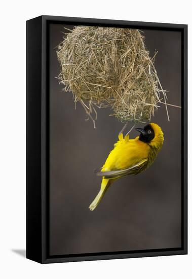 Lesser Masked Weaver (Ploceus Intermedius) Male at Nest Entrance-Neil Aldridge-Framed Premier Image Canvas