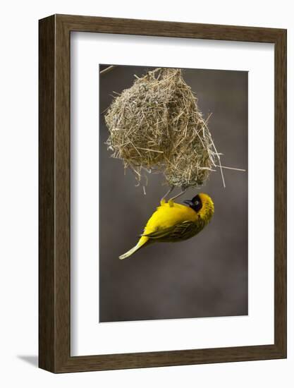 Lesser Masked Weaver (Ploceus Intermedius) Male at Nest Entrance-Neil Aldridge-Framed Photographic Print