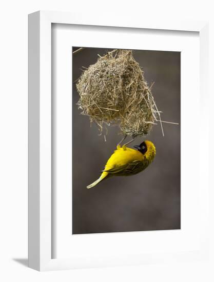 Lesser Masked Weaver (Ploceus Intermedius) Male at Nest Entrance-Neil Aldridge-Framed Photographic Print