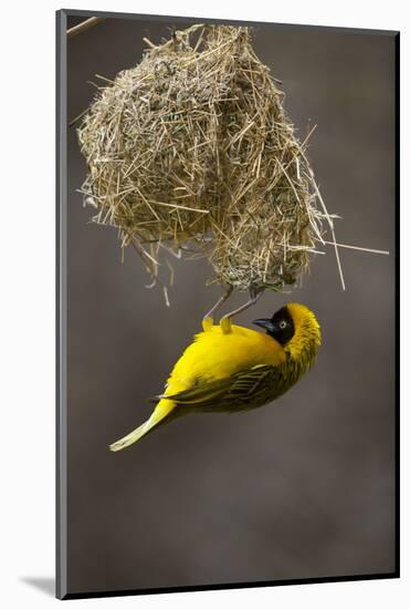 Lesser Masked Weaver (Ploceus Intermedius) Male at Nest Entrance-Neil Aldridge-Mounted Photographic Print