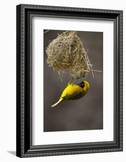 Lesser Masked Weaver (Ploceus Intermedius) Male at Nest Entrance-Neil Aldridge-Framed Photographic Print