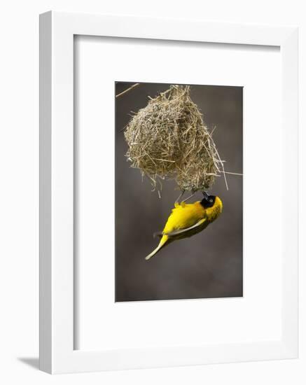 Lesser Masked Weaver (Ploceus Intermedius) Male at Nest Entrance-Neil Aldridge-Framed Photographic Print