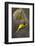 Lesser Masked Weaver (Ploceus Intermedius) Male at Nest Entrance-Neil Aldridge-Framed Photographic Print