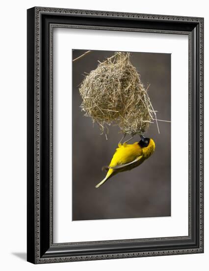 Lesser Masked Weaver (Ploceus Intermedius) Male at Nest Entrance-Neil Aldridge-Framed Photographic Print