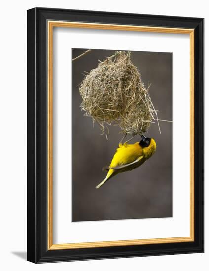 Lesser Masked Weaver (Ploceus Intermedius) Male at Nest Entrance-Neil Aldridge-Framed Photographic Print