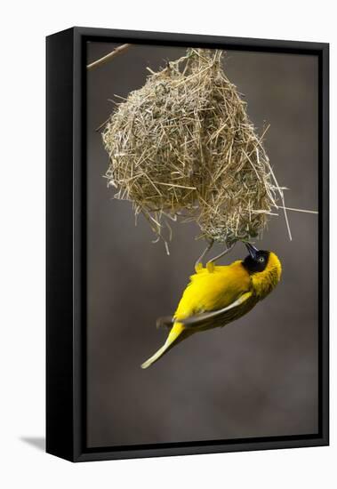 Lesser Masked Weaver (Ploceus Intermedius) Male at Nest Entrance-Neil Aldridge-Framed Premier Image Canvas