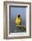 Lesser Masked Weaver (Ploceus Intermedius), Ngorongoro Crater, Tanzania, East Africa, Africa-James Hager-Framed Photographic Print