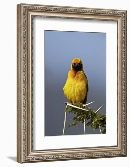 Lesser Masked Weaver (Ploceus Intermedius), Ngorongoro Crater, Tanzania, East Africa, Africa-James Hager-Framed Photographic Print