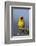 Lesser Masked Weaver (Ploceus Intermedius), Ngorongoro Crater, Tanzania, East Africa, Africa-James Hager-Framed Photographic Print