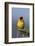 Lesser Masked Weaver (Ploceus Intermedius), Ngorongoro Crater, Tanzania, East Africa, Africa-James Hager-Framed Photographic Print