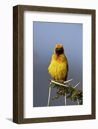 Lesser Masked Weaver (Ploceus Intermedius), Ngorongoro Crater, Tanzania, East Africa, Africa-James Hager-Framed Photographic Print