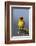 Lesser Masked Weaver (Ploceus Intermedius), Ngorongoro Crater, Tanzania, East Africa, Africa-James Hager-Framed Photographic Print