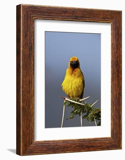 Lesser Masked Weaver (Ploceus Intermedius), Ngorongoro Crater, Tanzania, East Africa, Africa-James Hager-Framed Photographic Print