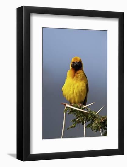 Lesser Masked Weaver (Ploceus Intermedius), Ngorongoro Crater, Tanzania, East Africa, Africa-James Hager-Framed Photographic Print