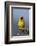 Lesser Masked Weaver (Ploceus Intermedius), Ngorongoro Crater, Tanzania, East Africa, Africa-James Hager-Framed Photographic Print