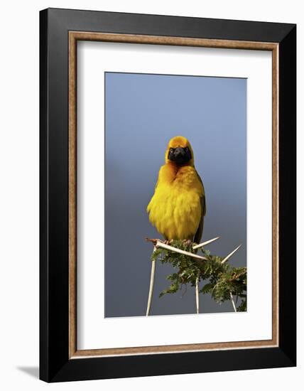 Lesser Masked Weaver (Ploceus Intermedius), Ngorongoro Crater, Tanzania, East Africa, Africa-James Hager-Framed Photographic Print