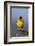 Lesser Masked Weaver (Ploceus Intermedius), Ngorongoro Crater, Tanzania, East Africa, Africa-James Hager-Framed Photographic Print