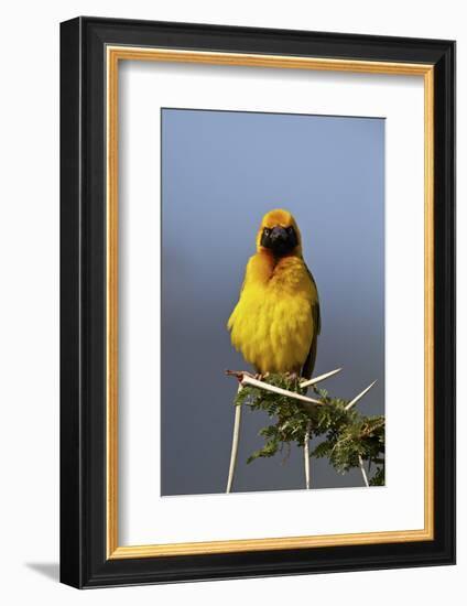 Lesser Masked Weaver (Ploceus Intermedius), Ngorongoro Crater, Tanzania, East Africa, Africa-James Hager-Framed Photographic Print