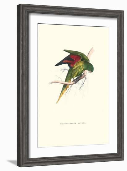 Lesser Maton's Parakeet -Trichoglossus Haematodus-Edward Lear-Framed Art Print