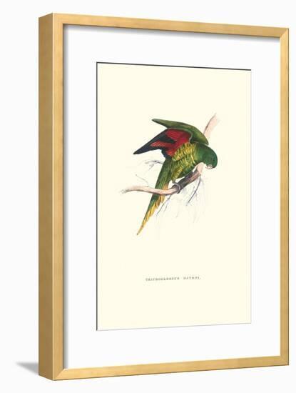 Lesser Maton's Parakeet -Trichoglossus Haematodus-Edward Lear-Framed Art Print