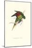 Lesser Maton's Parakeet -Trichoglossus Haematodus-Edward Lear-Mounted Art Print