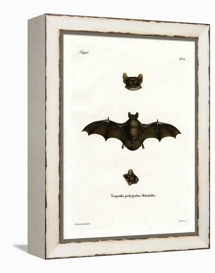 Lesser Noctule Bat-null-Framed Premier Image Canvas