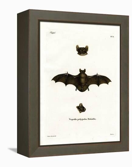 Lesser Noctule Bat-null-Framed Premier Image Canvas