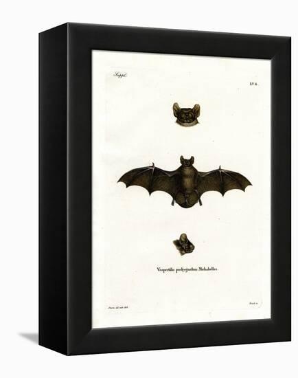 Lesser Noctule Bat-null-Framed Premier Image Canvas